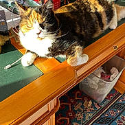 Misha participe au concours pour gagner de l'argent avec cette photo : accessories, animal, bag, cabinet, cat, computer, desk, drawer, electronics, furniture, handbag, hardwood, indoors, laptop, pc, pet, plywood, shelf, table, wood