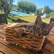Sam participe au concours pour gagner de l'argent avec cette photo : cat, kitten, basket, wooden_table, outdoor, sunny, greenery, blurred_background, swimming_pool, blue_sky, paw, curious, relaxed, pet, animal, nature, summer, playful, feline, closeup