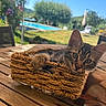 cat, kitten, basket, wooden_table, outdoor, sunny, greenery, blurred_background, swimming_pool, blue_sky, paw, curious, relaxed, pet, animal, nature, summer, playful, feline, closeup