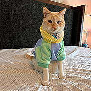 Sloan is registered to the contest to win money with this photo: cat, pet, indoor, bed, hoodie, clothing, animal, feline, pastel_colors, cute, portrait, sitting, looking_at_camera, cozy, domestic, furry, whiskers, ears, tail, soft_lighting