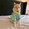 cat, pet, indoor, bed, hoodie, clothing, animal, feline, pastel_colors, cute, portrait, sitting, looking_at_camera, cozy, domestic, furry, whiskers, ears, tail, soft_lighting