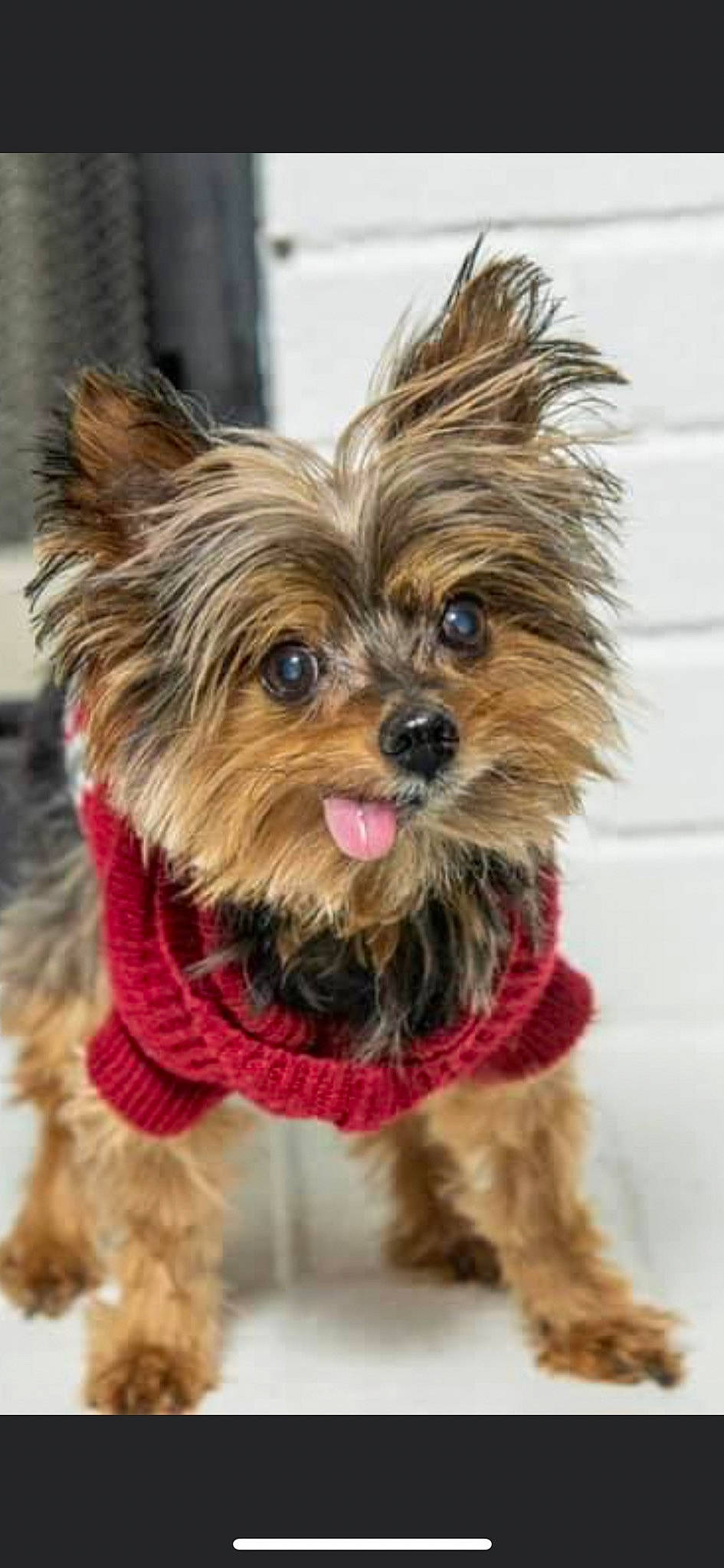 Ernie joined the competition — help win amazing prizes! canidae, carnivore, collar, companion_dog, dog, dog_breed, dog_clothes, dog_supply, fawn, liver, mammal, pet_supply, puppy, small_terrier, snout, sporting_group, terrier, toy_dog, vertebrate, working_animal