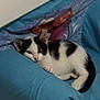 kitten, cat, black_and_white, sleeping, cushion, chair, indoor, pet, animal, cozy, resting, fur, cute, small, young, relaxed, domestic, feline, blue, comfortable