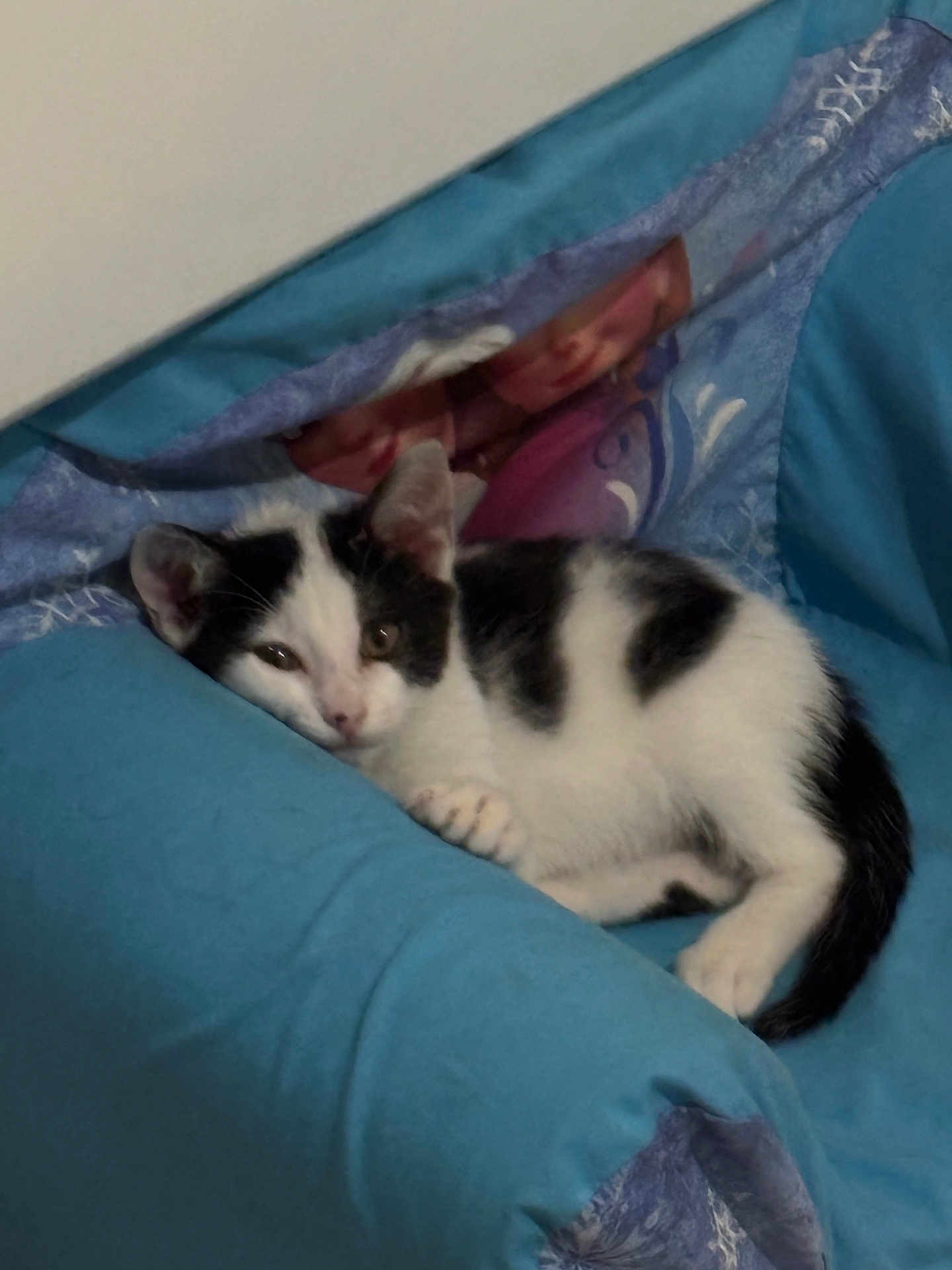 Cooky a rejoint le concours — aidez-le/la à gagner de superbes lots ! kitten, cat, black_and_white, sleeping, cushion, chair, indoor, pet, animal, cozy, resting, fur, cute, small, young, relaxed, domestic, feline, blue, comfortable