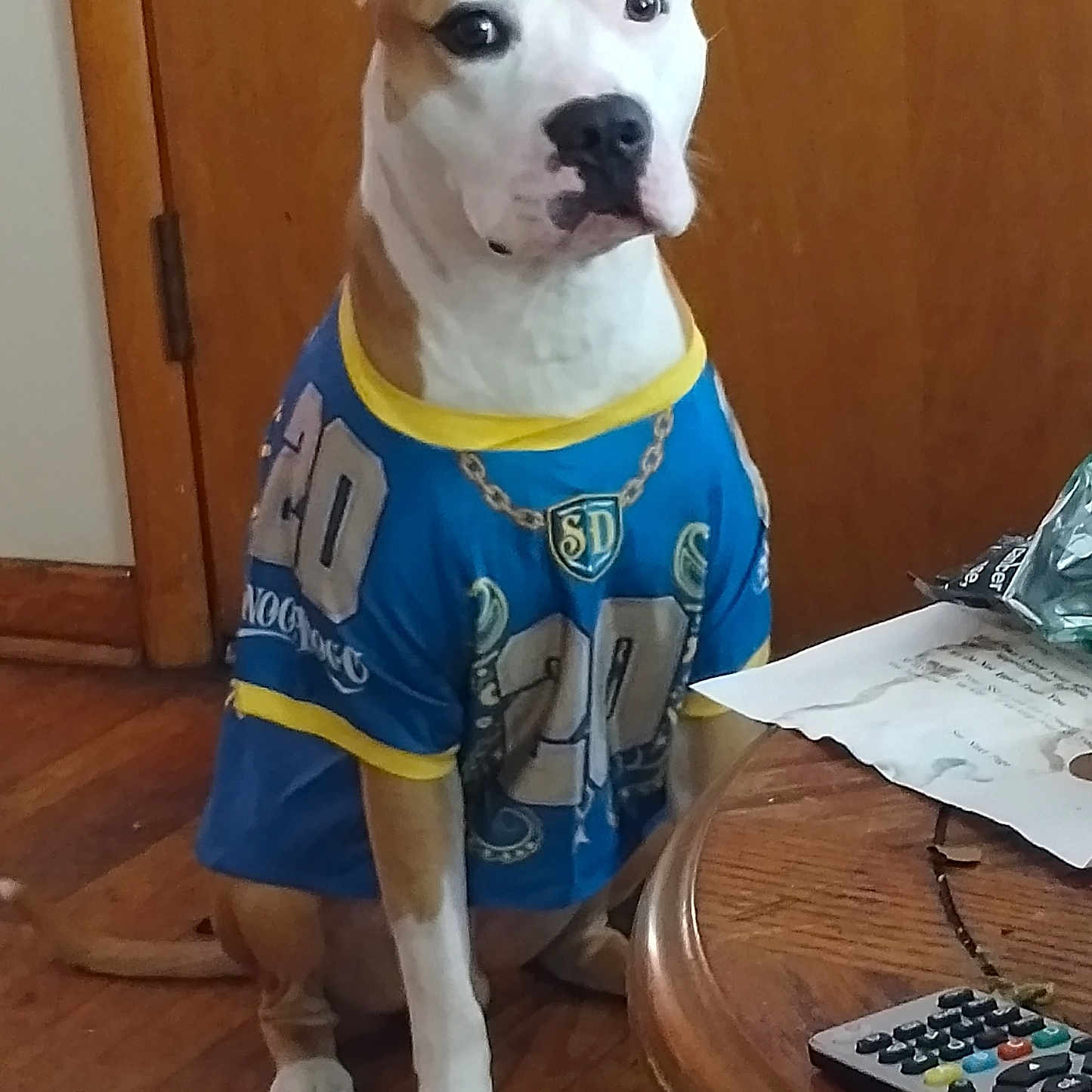 Myster joined the competition — help win amazing prizes! animal, blue_clothing, brown_and_white_fur, brown_door, calm, casual, dog, domestic, flooring, furniture, household, indoor, paper, pet, remote_control, sitting, sports_jersey, table, white_paws, wooden_floor