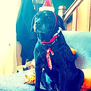 Indra participe au concours pour gagner de l'argent avec cette photo : dog, black_dog, santa_hat, holiday, christmas, couch, indoor, pet, animal, plush_toy, decorations, stairs, fabric, collar, tie, living_room, furniture, window, coat, bag