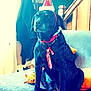 dog, black_dog, santa_hat, holiday, christmas, couch, indoor, pet, animal, plush_toy, decorations, stairs, fabric, collar, tie, living_room, furniture, window, coat, bag