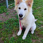 Bailey joined the competition — help win amazing prizes! dog, puppy, white_fur, sitting, grass, outdoor, happy, leash, ears, smiling, animal, pet, nature, greenery, sunlight, cute, fur, canine, young, playful