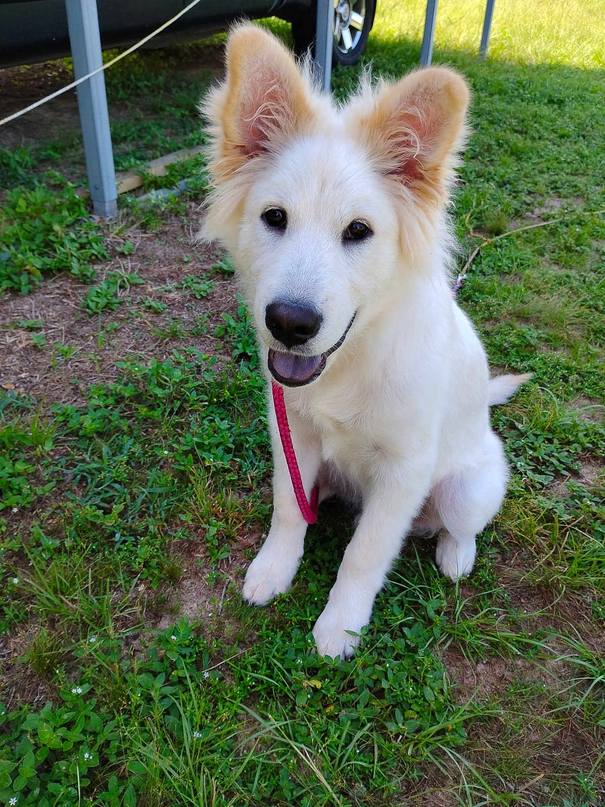 Bailey joined the competition — help win amazing prizes! dog, puppy, white_fur, sitting, grass, outdoor, happy, leash, ears, smiling, animal, pet, nature, greenery, sunlight, cute, fur, canine, young, playful