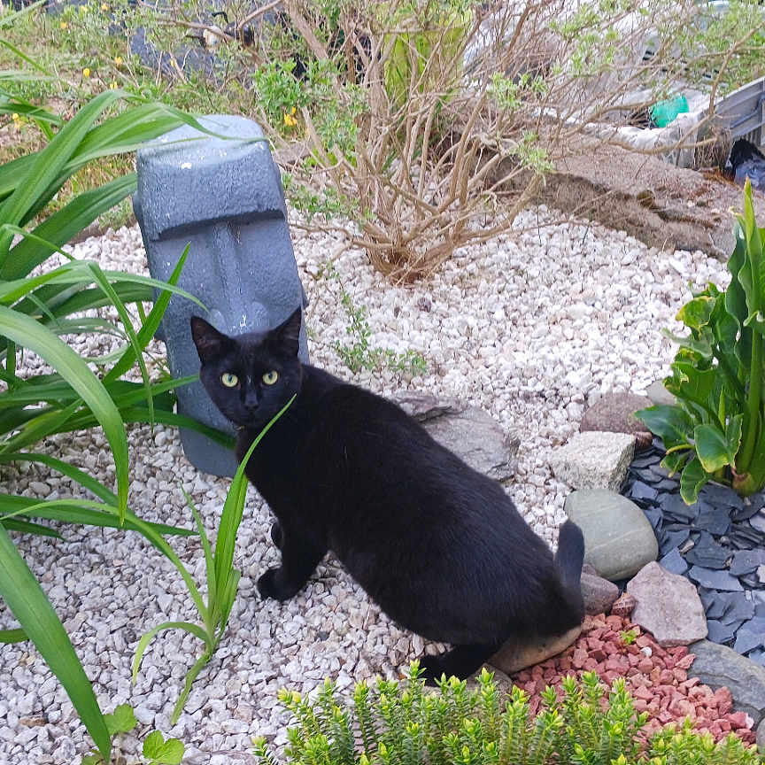 Valoche a rejoint le concours — aidez-le/la à gagner de superbes lots ! animal, backyard, cat, herbal, jar, nature, outdoors, path, pet, plant, planter, pottedplant, pottery, road, rock, slate, soil, vase, walkway, yard
