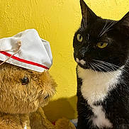 Bonnie joined the competition — help win amazing prizes! cat, teddy_bear, stuffed_animal, yellow_wall, black_and_white_cat, fur, whiskers, toy_hat, indoor, close_up, pet, animal, curious, soft_toy, portrait, texture, domestic_cat, toy_clothing, cute, looking