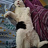 cat, sleeping, relaxed, fluffy, white, black, paws, blanket, pattern, purple, striped, clothing, indoor, cozy, cute, pet, funny, lying_down, mouth_open, animal