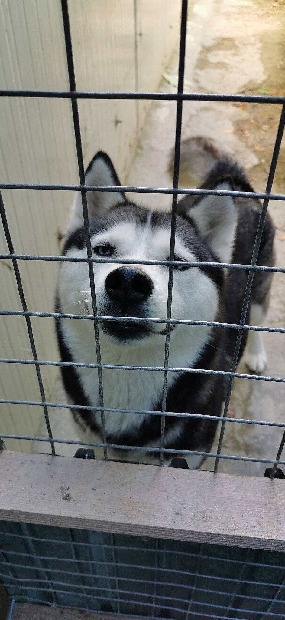 Maya is registered to the contest to win money with this photo: alaskan_klee_kai, alaskan_malamute, animal_shelter, canadian_eskimo_dog, canidae, carnivore, dog, dog_breed, greenland_dog, mammal, miniature_siberian_husky, native_american_indian_dog, sakhalin_husky, seppala_siberian_sleddog, siberian_husky, sled_dog, snout, tamaskan_dog, vertebrate, wolfdog