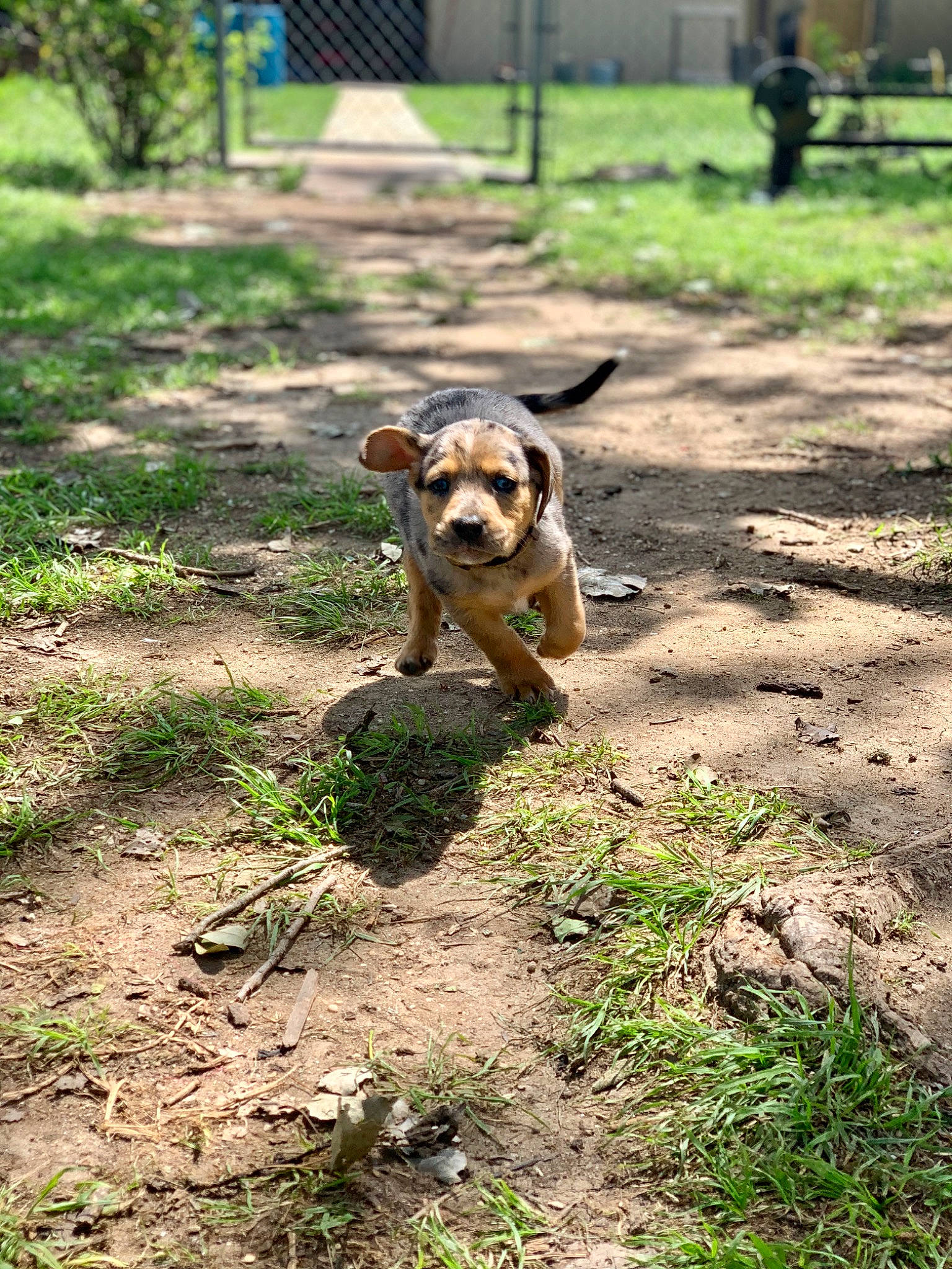 Aztec joined the competition — help win amazing prizes! canidae, carnivore, companion_dog, dog, dog_breed, fawn, grass, mammal, plant, snout, soil, sporting_group, tail, vertebrate