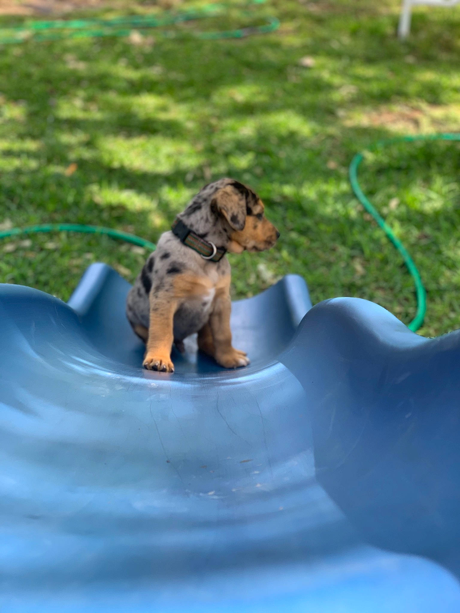 Aztec joined the competition — help win amazing prizes! canidae, carnivore, dog, dog_breed, mammal, puppy, sporting_group, welsh_terrier, yorkshire_terrier