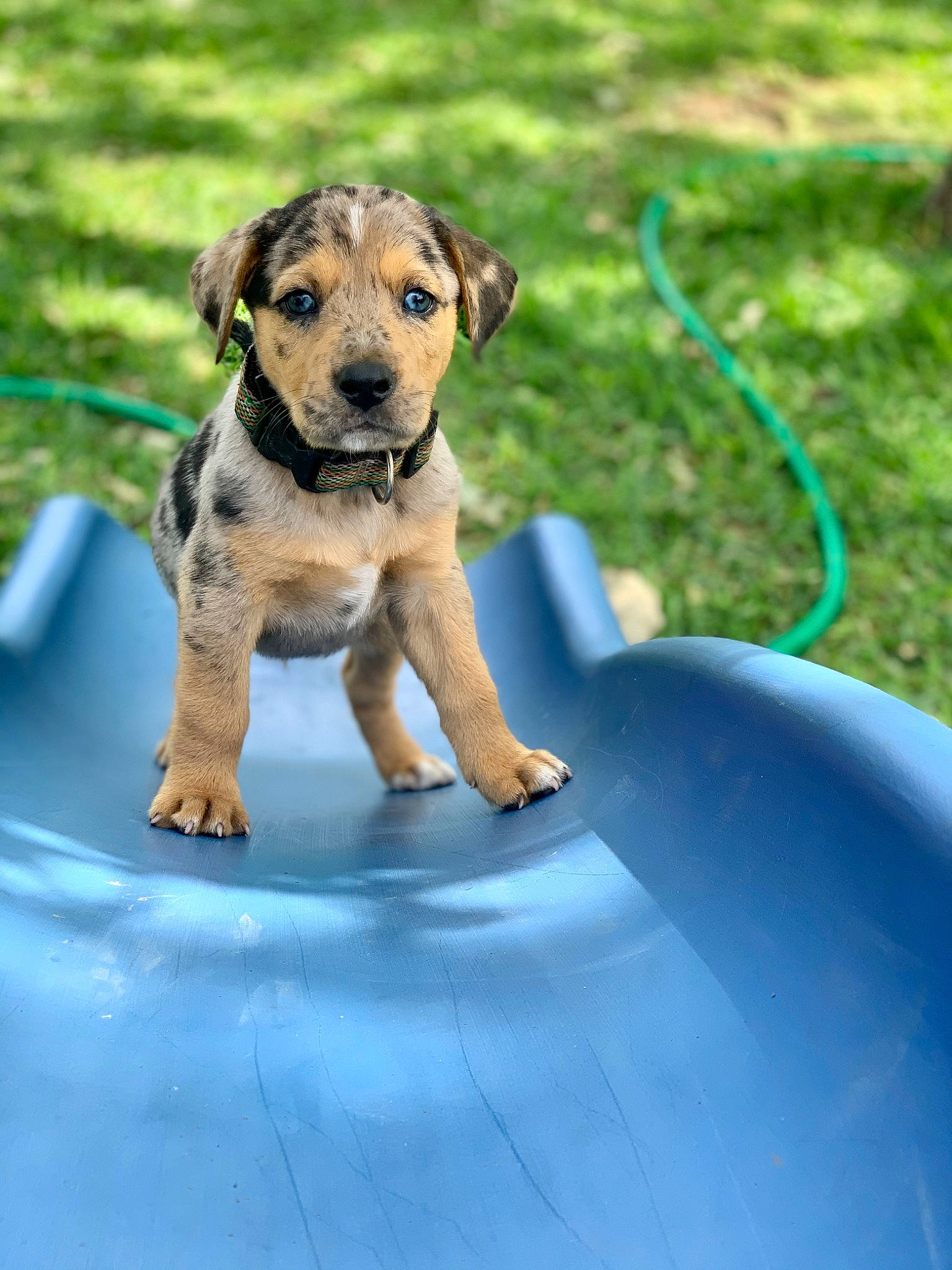 Aztec is registered to the contest to win money with this photo: canidae, carnivore, companion_dog, dog, dog_breed, fawn, mammal, puppy, rare_breed_dog, sporting_group, vertebrate, working_dog