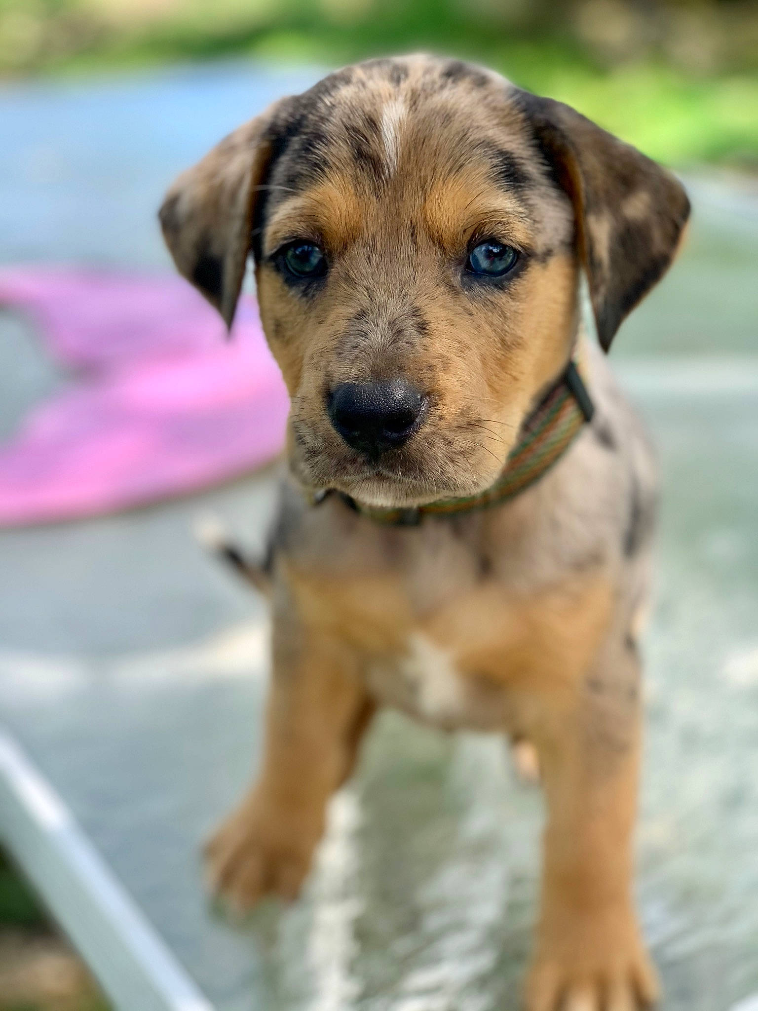 Aztec joined the competition — help win amazing prizes! canidae, carnivore, catahoula_bulldog, companion_dog, dog, dog_breed, fawn, louisiana_catahoula_leopard_dog, mammal, mountain_cur, potcake_dog, puppy, rare_breed_dog, snout, sporting_group, street_dog, vertebrate, whiskers