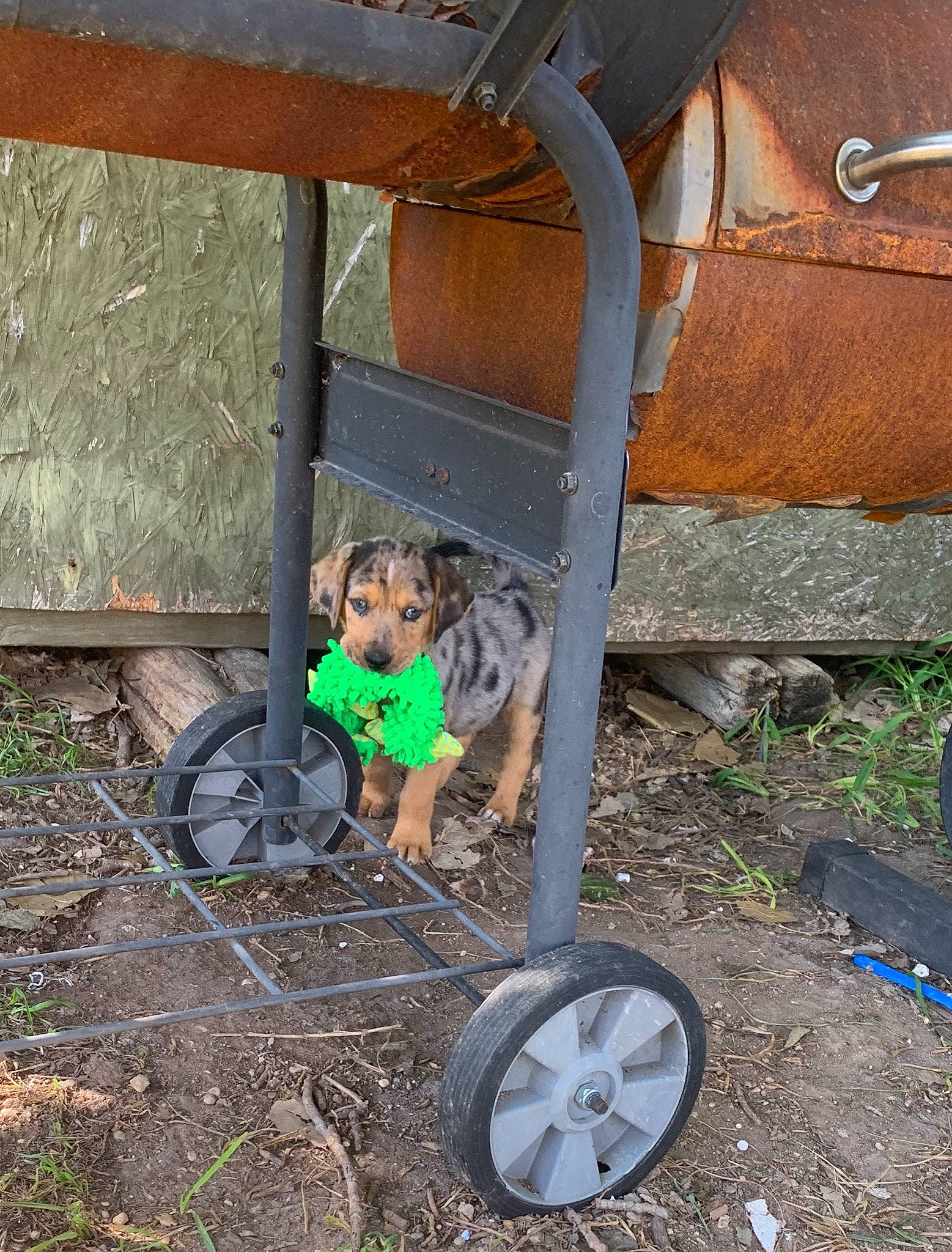 Aztec is registered to the contest to win money with this photo: auto_part, automotive_tire, automotive_wheel_system, child, soil, tire, vehicle, wheel