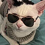 animal, aviator_sunglasses, black_markings, cat, close_up, cozy, cute, cute_pet, feline, indoor, knitted_sweater, lying_down, pet, pink_nose, portrait, relaxed, soft_texture, sunglasses, whiskers, white_cat