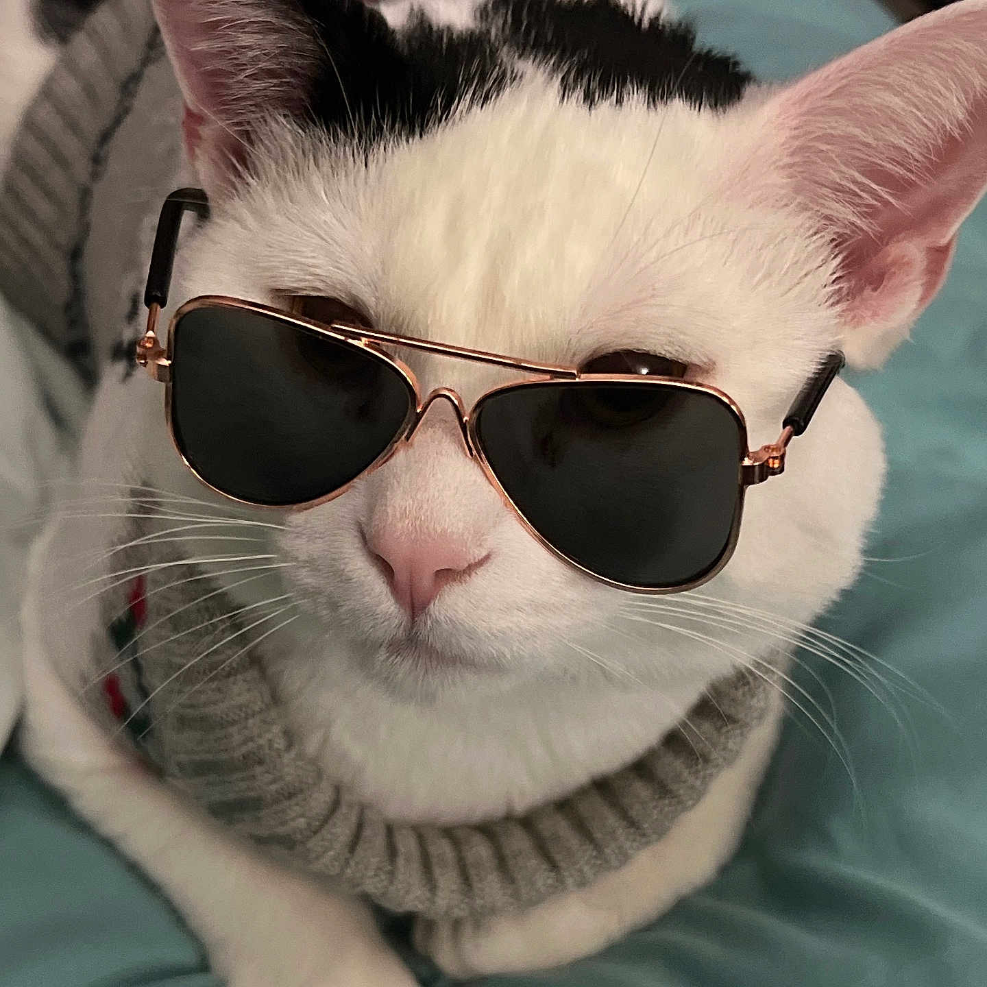 Opossum joined the competition — help win amazing prizes! animal, aviator_sunglasses, black_markings, cat, close_up, cozy, cute, cute_pet, feline, indoor, knitted_sweater, lying_down, pet, pink_nose, portrait, relaxed, soft_texture, sunglasses, whiskers, white_cat
