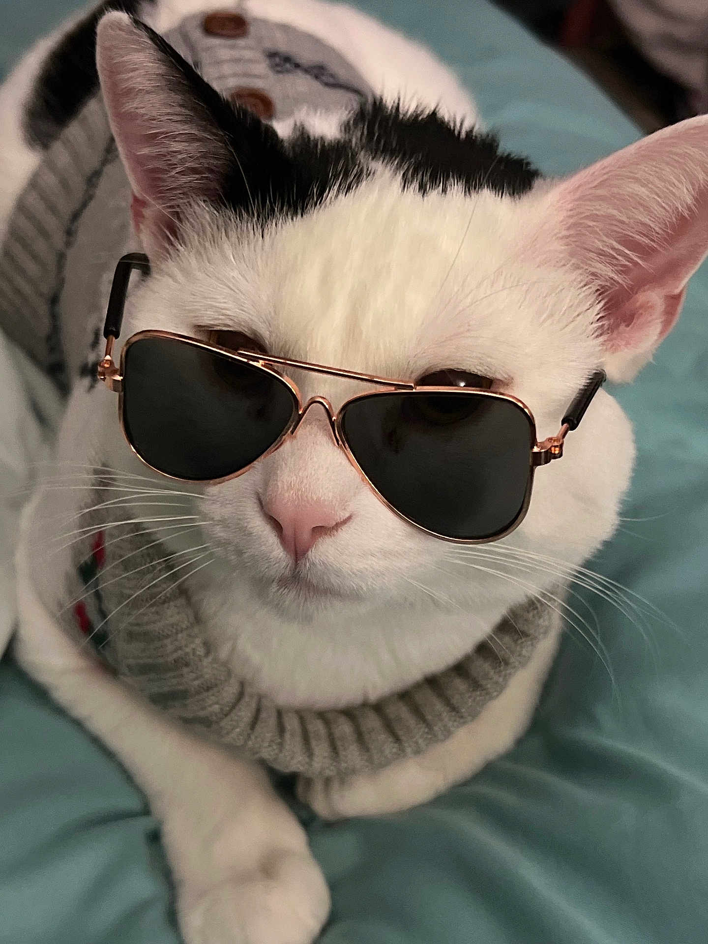 Opossum joined the competition — help win amazing prizes! animal, aviator_sunglasses, black_markings, cat, close_up, cozy, cute, cute_pet, feline, indoor, knitted_sweater, lying_down, pet, pink_nose, portrait, relaxed, soft_texture, sunglasses, whiskers, white_cat