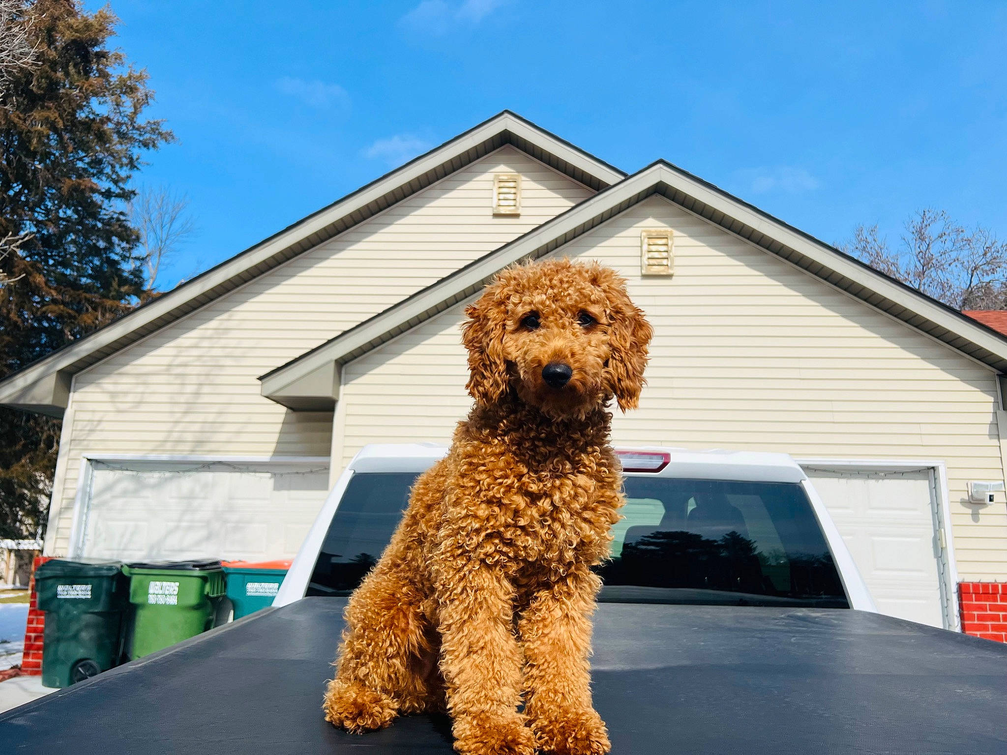 Autumn joined the competition — help win amazing prizes! building, car, carnivore, cloud, companion_dog, dog, dog_breed, house, motor_vehicle, roof, sky, snout, sporting_group, terrier, toy, tree, vehicle_door, waste_container, water_dog, working_animal