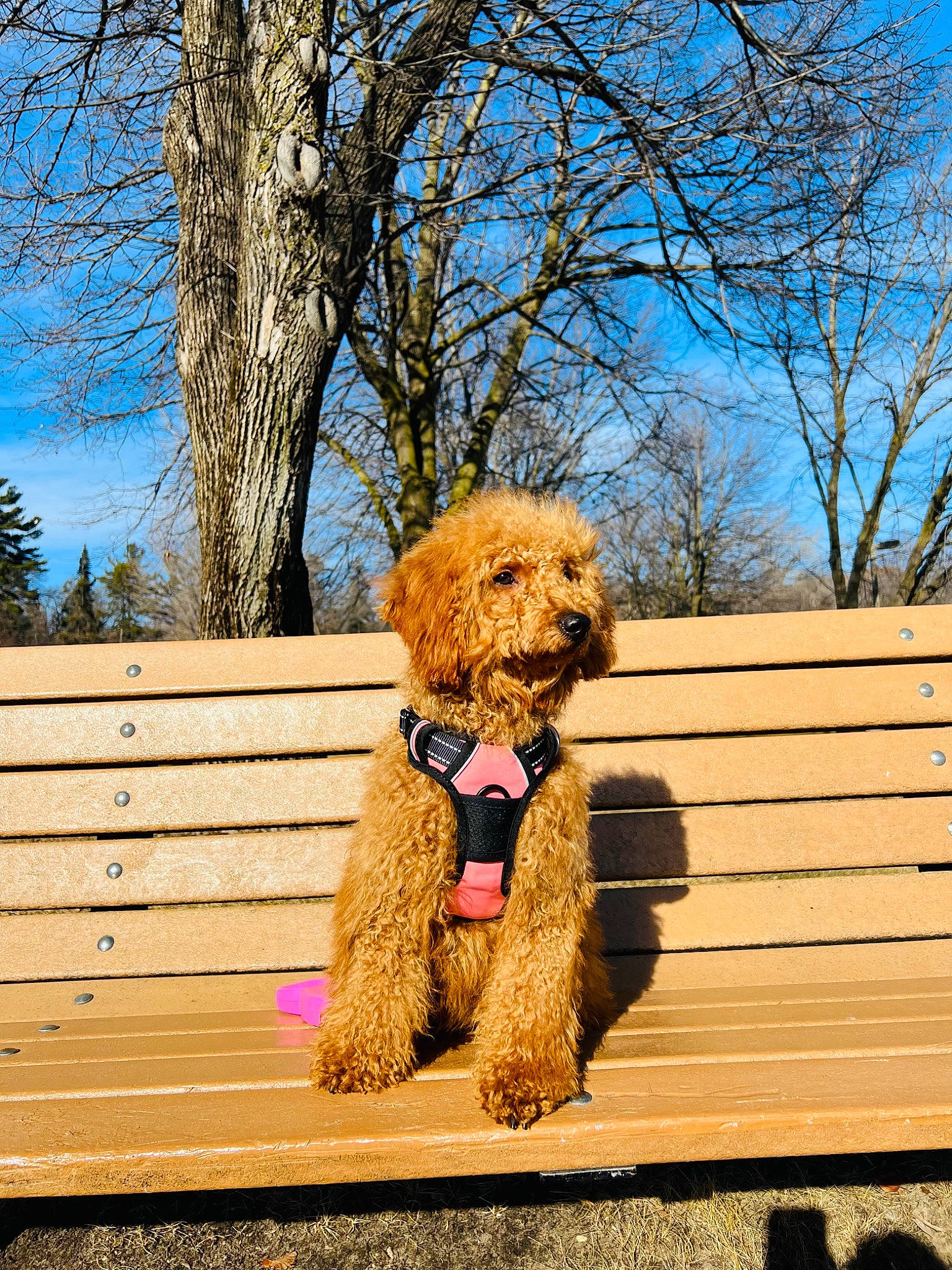 Autumn joined the competition — help win amazing prizes! canidae, carnivore, companion_dog, dog, dog_breed, dog_collar, fawn, glasses, outdoor_bench, pet_supply, plant, poodle, sky, sunglasses, terrier, toy_dog, tree, water_dog, wood, working_animal