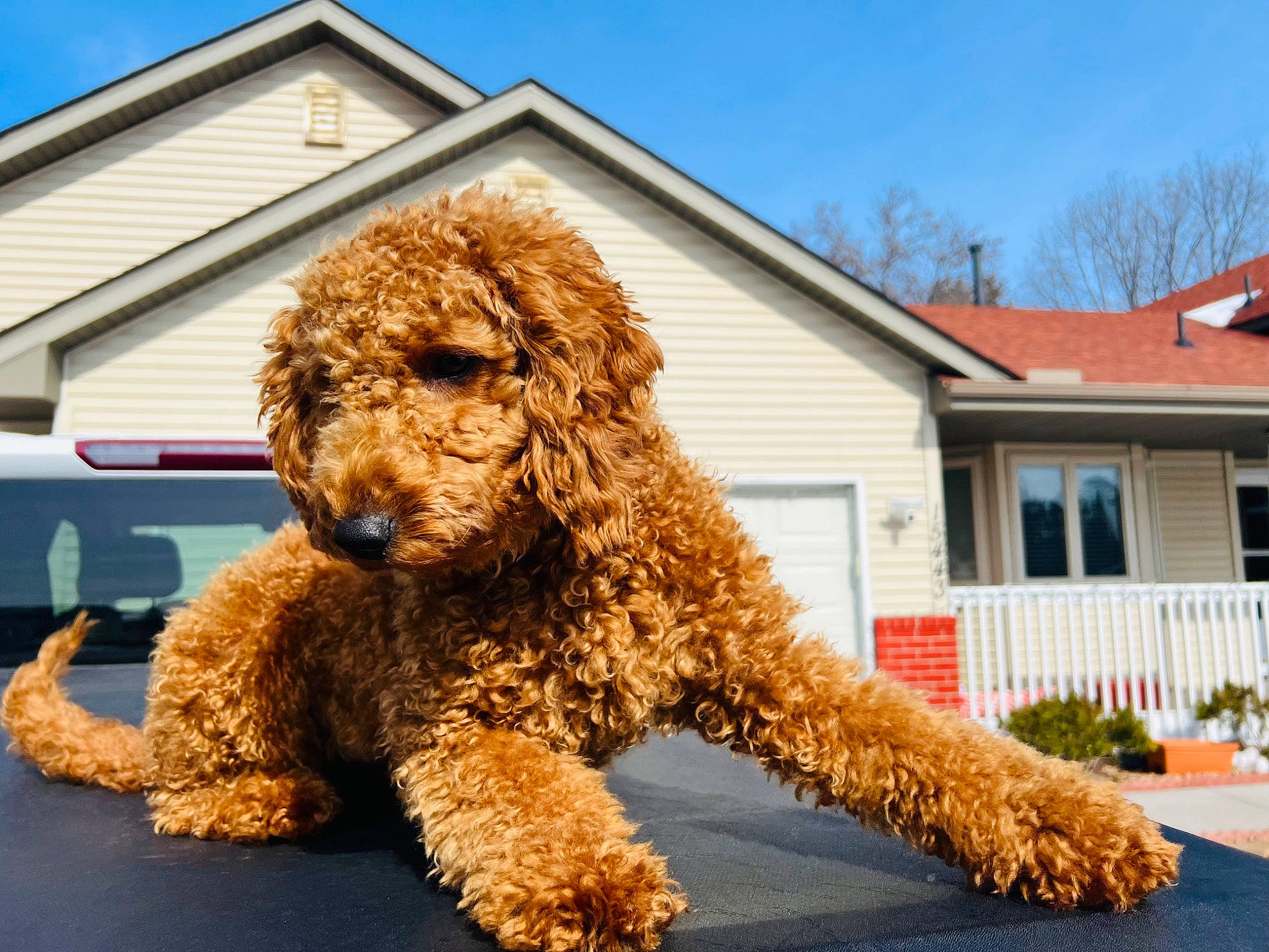 Autumn joined the competition — help win amazing prizes! building, canidae, carnivore, companion_dog, dog, dog_breed, door, event, fun, house, non_sporting_group, plant, poodle, sky, sporting_group, toy_dog, tree, water_dog, window, working_animal