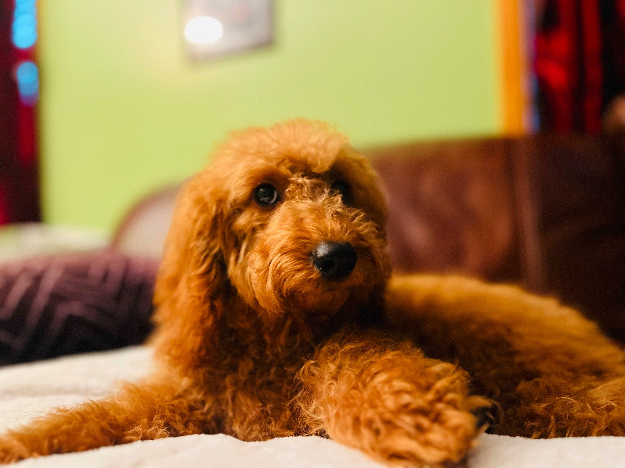 Autumn is registered to the contest to win money with this photo: canidae, carnivore, comfort, companion_dog, dog, dog_breed, fawn, fur, labradoodle, liver, maltepoo, poodle, small_terrier, snout, sporting_group, terrestrial_animal, terrier, toy_dog, water_dog, working_animal