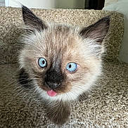 Snowball is registered to the contest to win money with this photo: adorable, animal, blue_eyes, carpet, cat, close_up, curious, cute, feline, fluffy, fur, indoor, kitten, pet, playful, small, stairs, tongue_out, whiskers, young