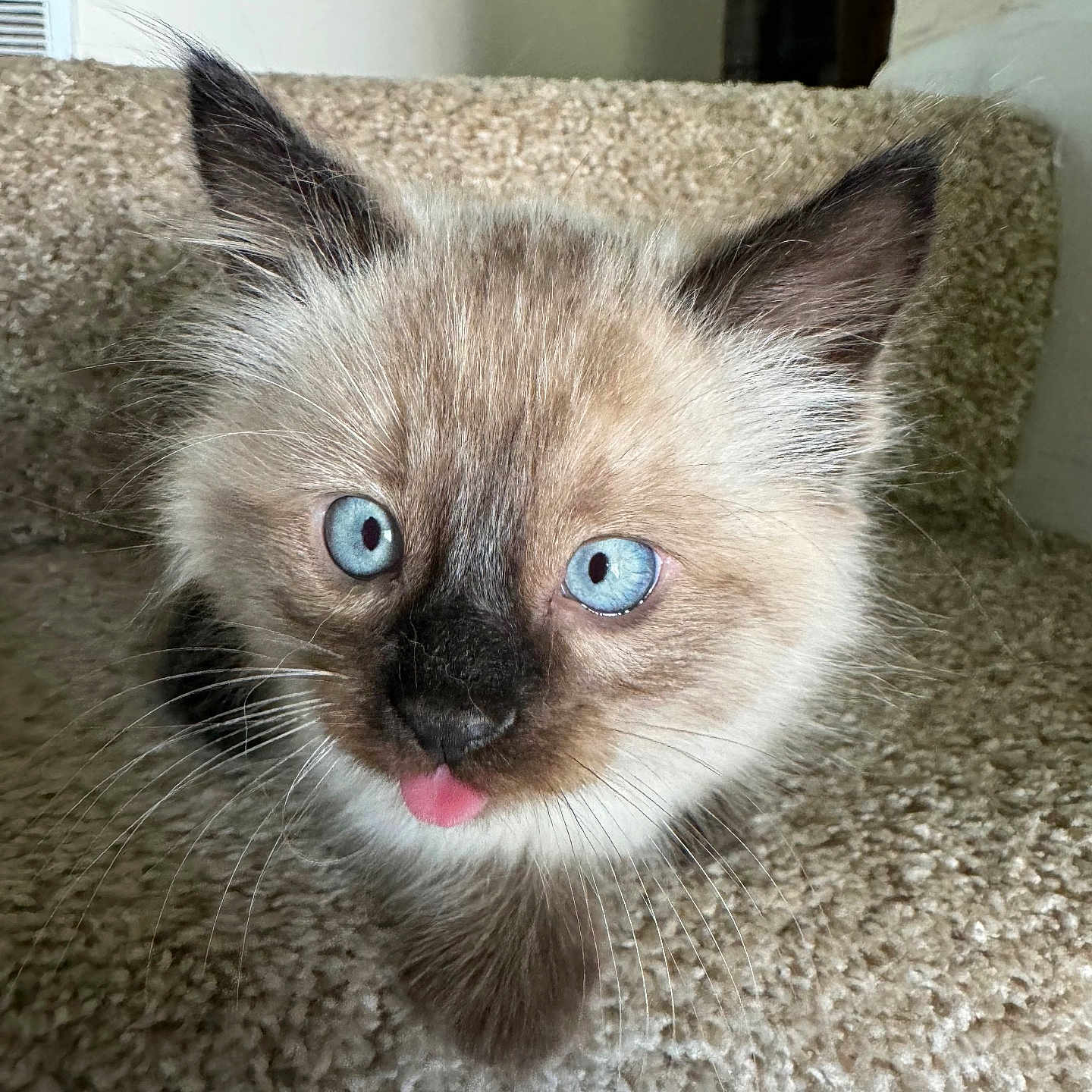Snowball is registered to the contest to win money with this photo: adorable, animal, blue_eyes, carpet, cat, close_up, curious, cute, feline, fluffy, fur, indoor, kitten, pet, playful, small, stairs, tongue_out, whiskers, young