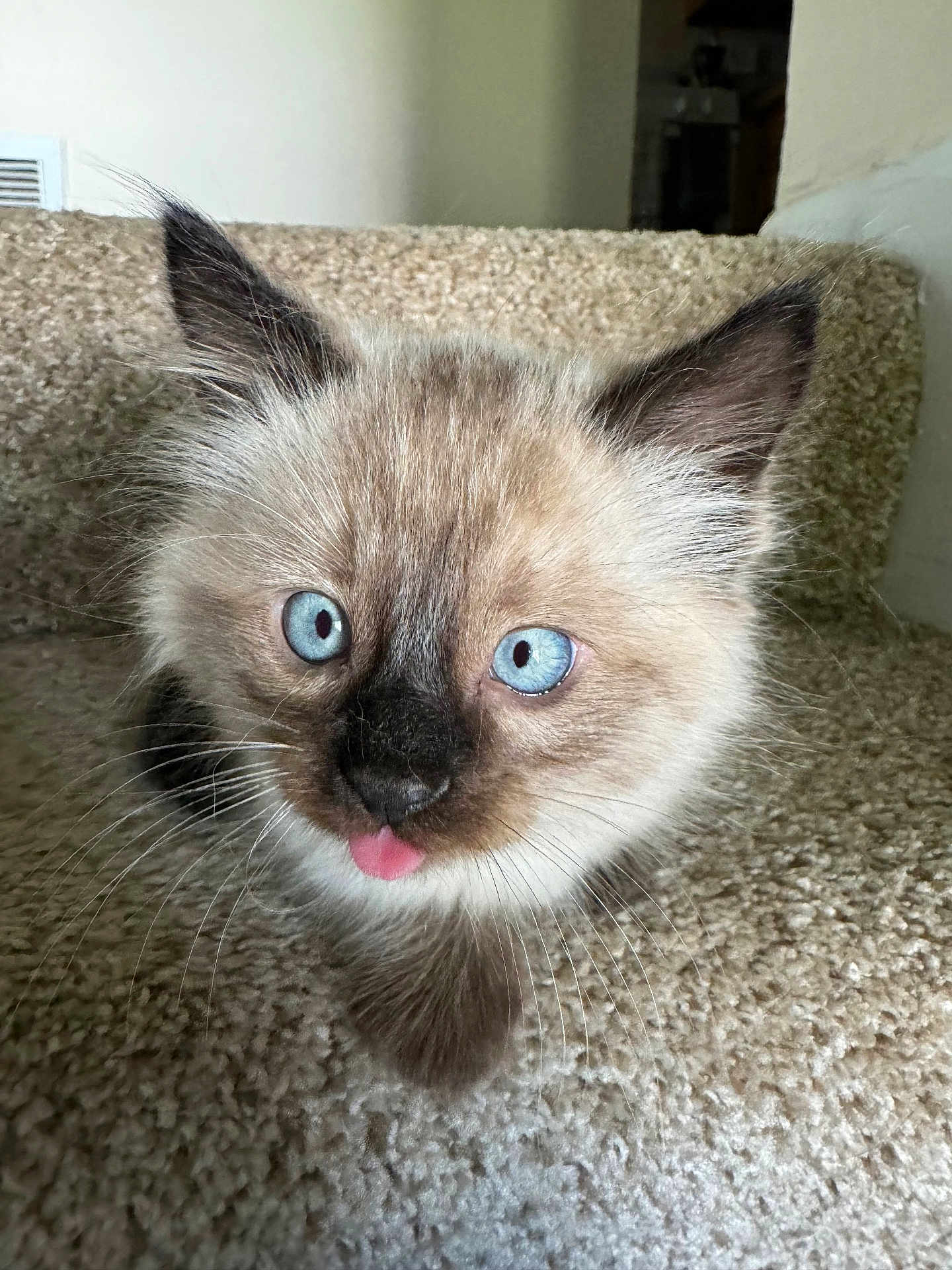 Snowball