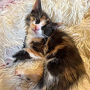 Nalya participe au concours pour gagner de l'argent avec cette photo : kitten, calico, sleeping, furry, pet, animal, cute, cozy, fluffy, white_blanket, resting, indoors, soft, small, adorable, young_animal, peaceful, domestic_cat, relaxing, fur