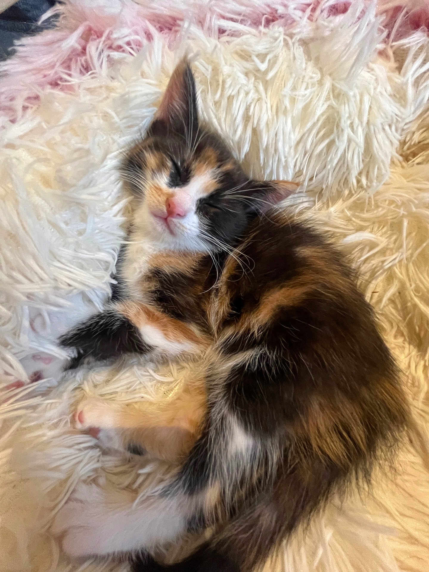 Nalya participe au concours pour gagner de l'argent avec cette photo : kitten, calico, sleeping, furry, pet, animal, cute, cozy, fluffy, white_blanket, resting, indoors, soft, small, adorable, young_animal, peaceful, domestic_cat, relaxing, fur