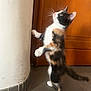 Nalya a rejoint le concours — aidez-le/la à gagner de superbes lots ! cat, kitten, calico, standing, curious, indoor, wooden_door, floor, tile, pet, animal, whiskers, fur, playful, young, domestic, side_view, paws, tail, wall