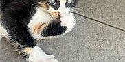 Nalya a rejoint le concours — aidez-le/la à gagner de superbes lots ! kitten, calico, cat, paw, fur, whiskers, floor, tile, cute, pet, animal, young, adorable, grooming, closeup, small, indoor, playful, feline, resting