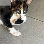 kitten, calico, cat, paw, fur, whiskers, floor, tile, cute, pet, animal, young, adorable, grooming, closeup, small, indoor, playful, feline, resting