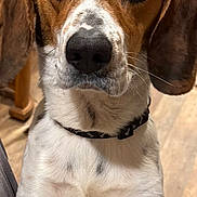 Buddy is registered to the contest to win money with this photo: dog, beagle, pet, close_up, collar, indoor, animal, mammal, ears, fur, brown, white, black, floor, wooden, looking, face, portrait, cute, domestic