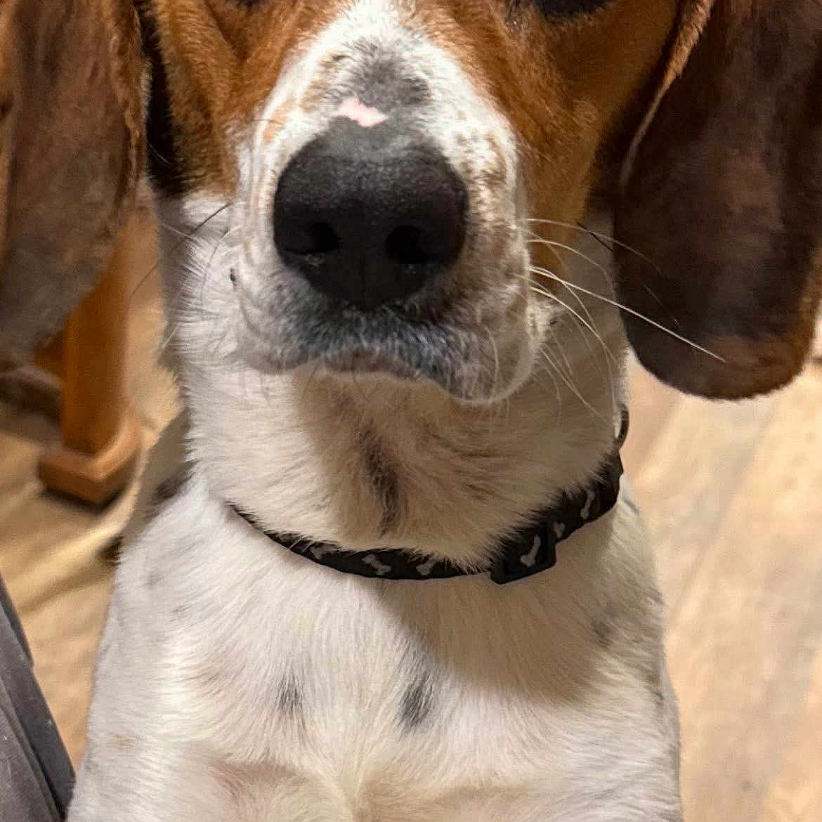 Buddy