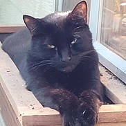 Ashe is registered to the contest to win money with this photo: animal, black_cat, cat, claws, closeup, domestic_animal, ears, feline, fur, indoor, natural_light, paws, pet, portrait, relaxed, resting, sleepy, whiskers, window, wooden_ledge