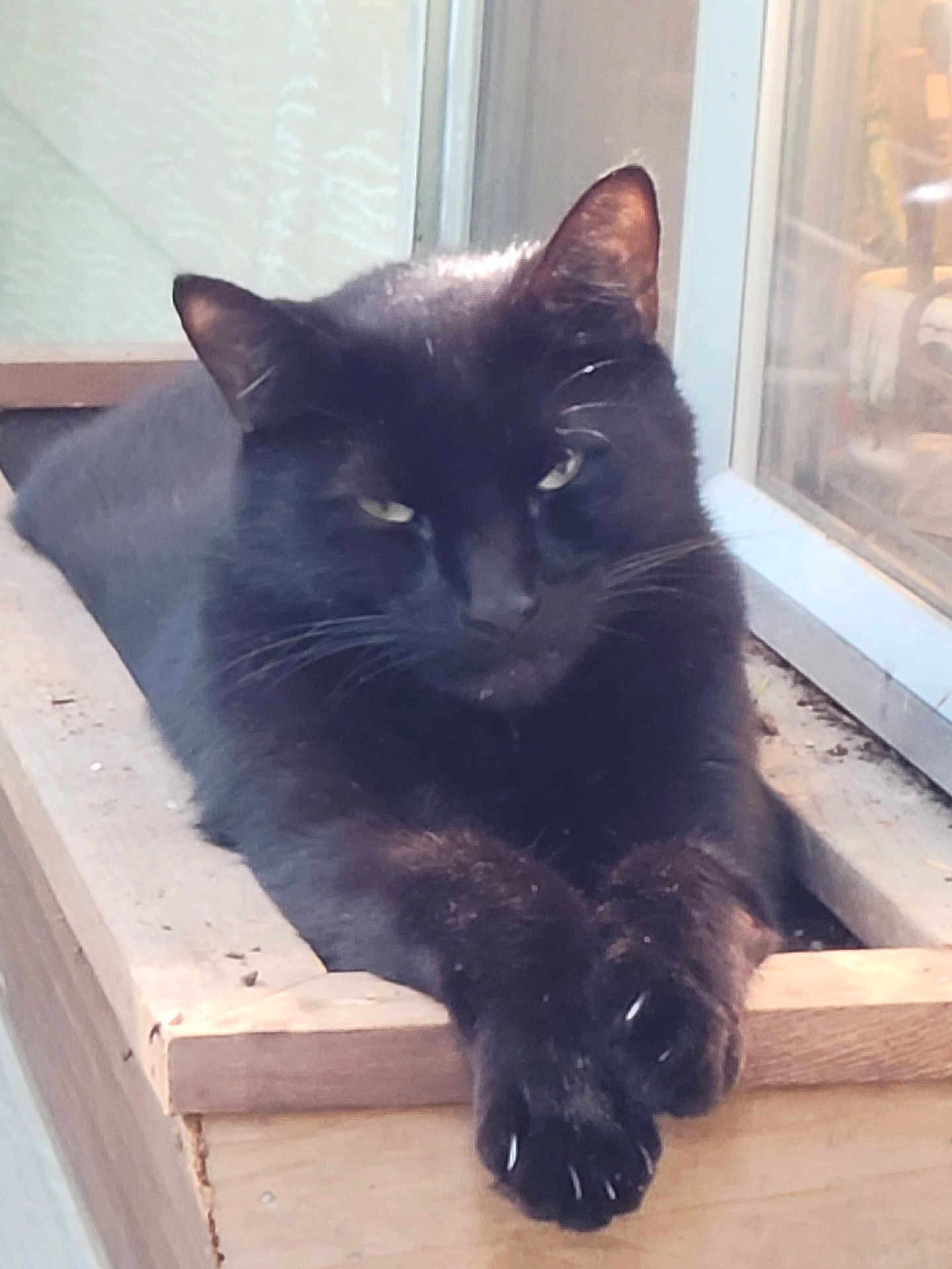 Ashe is registered to the contest to win money with this photo: animal, black_cat, cat, claws, closeup, domestic_animal, ears, feline, fur, indoor, natural_light, paws, pet, portrait, relaxed, resting, sleepy, whiskers, window, wooden_ledge