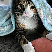 Honey B is registered to the contest to win money with this photo: animal, blanket, cat, close_up, cozy, curious, cute, domestic_cat, feline, indoor, paw, pet, pink_cushion, relaxed, resting, soft_texture, striped_fur, tabby_cat, towel, whiskers