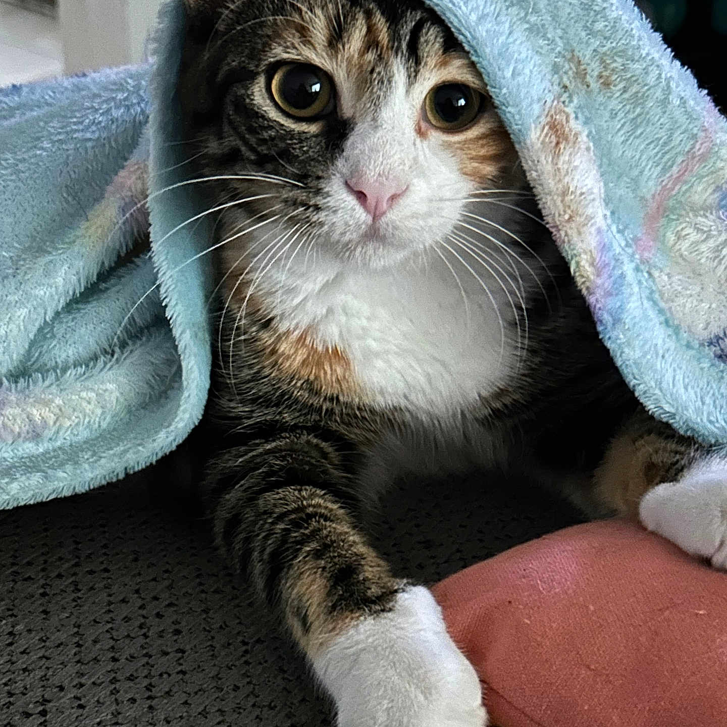 Honey B is registered to the contest to win money with this photo: animal, blanket, cat, close_up, cozy, curious, cute, domestic_cat, feline, indoor, paw, pet, pink_cushion, relaxed, resting, soft_texture, striped_fur, tabby_cat, towel, whiskers