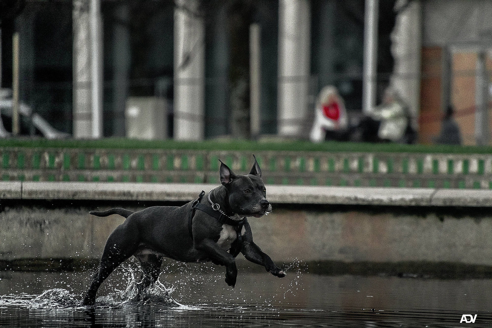 Maïka participe au concours pour gagner de l'argent avec cette photo : animal_sports, bridle, canidae, carnivore, city, dog, dog_breed, grass, grey, horse_tack, mane, monochrome_photography, recreation, sporting_group, sports, street, tail, terrestrial_animal, water, working_animal