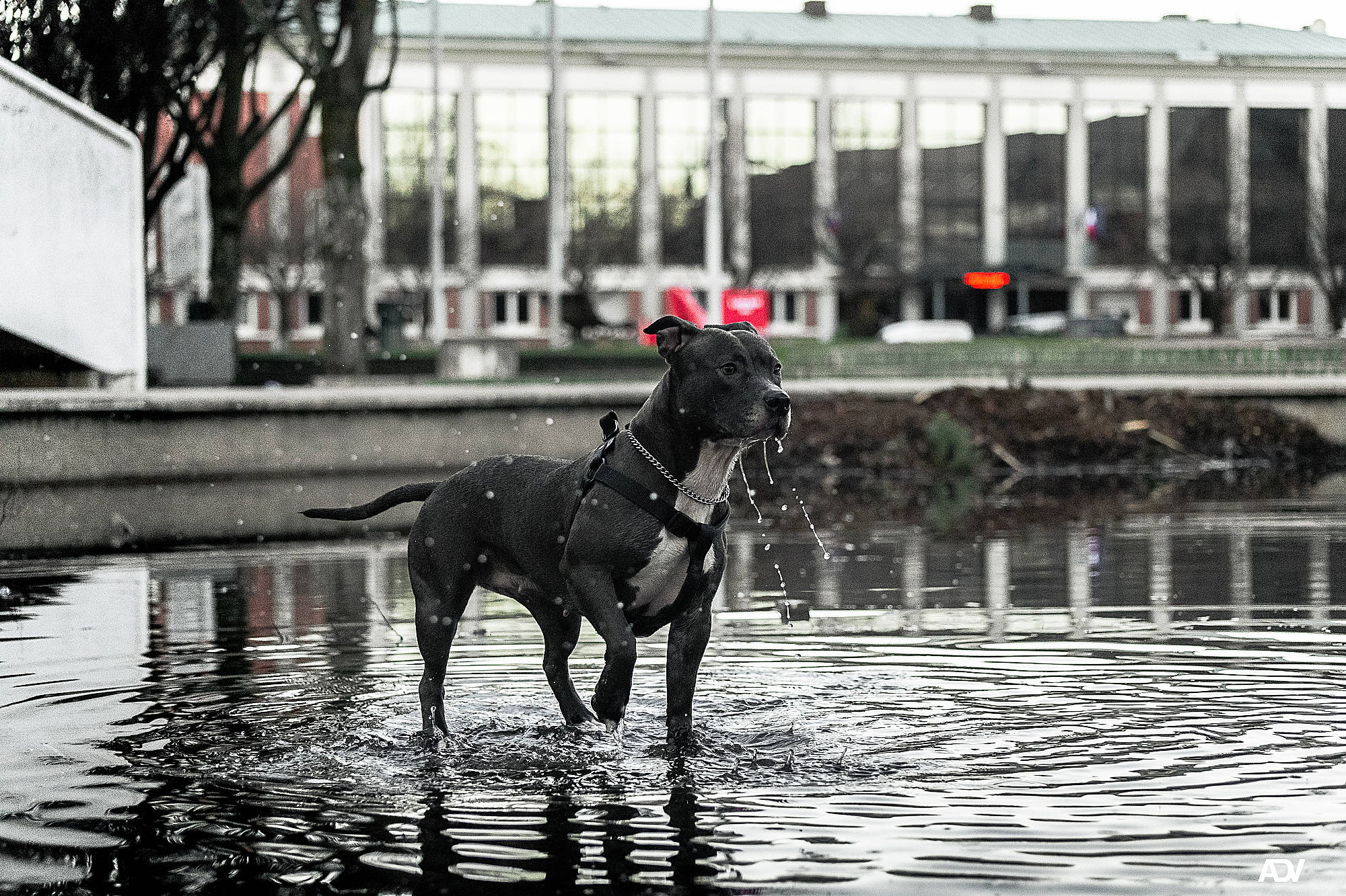 Maïka a rejoint le concours — aidez-le/la à gagner de superbes lots ! black_and_white, canidae, carnivore, city, collar, companion_dog, dog, dog_breed, dog_supply, flooring, leash, monochrome, monochrome_photography, pet_supply, recreation, snout, sporting_group, street, water, working_animal