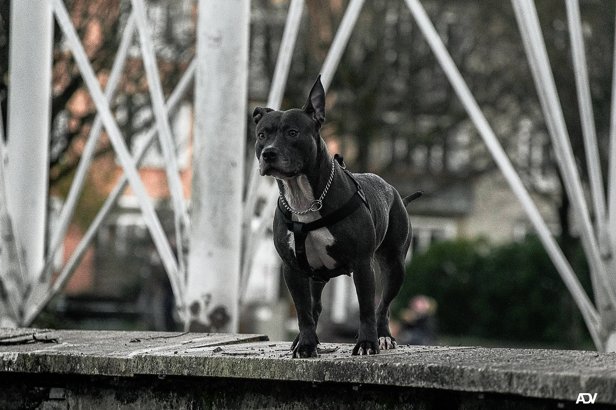 Maïka participe au concours pour gagner de l'argent avec cette photo : carnivore, collar, companion_dog, dog, dog_breed, dog_collar, dog_supply, fawn, guard_dog, leash, monochrome, monochrome_photography, pet_supply, snout, sporting_group, tail, toy_dog, wood, working_animal, working_dog