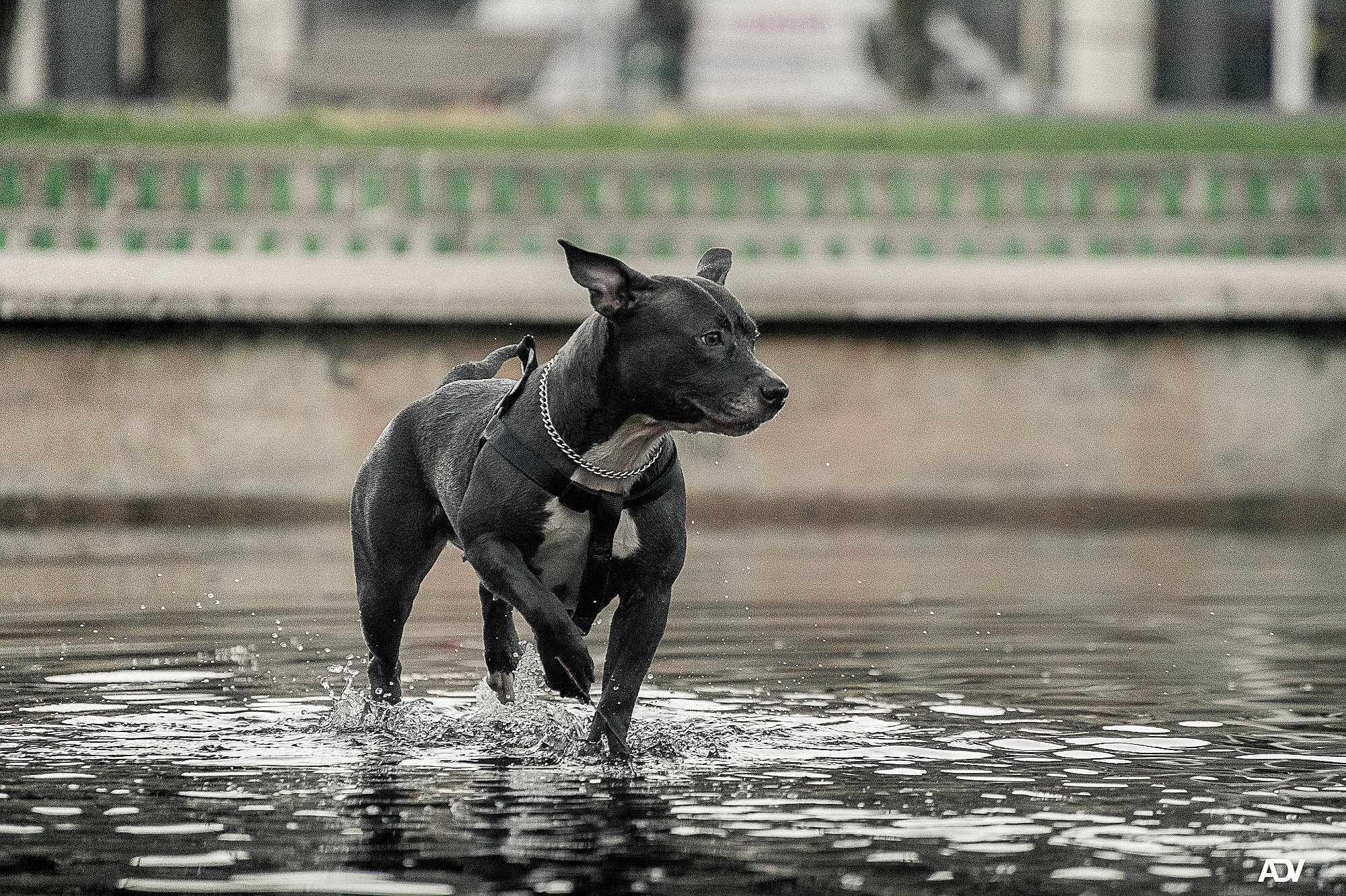 Maïka participe au concours pour gagner de l'argent avec cette photo : animal_sports, canidae, carnivore, collar, companion_dog, dog, dog_breed, dog_collar, fawn, guard_dog, happy, personal_protective_equipment, snout, sporting_group, tail, terrestrial_animal, toy_dog, water, working_animal, working_dog