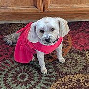 Brooke joined the competition — help win amazing prizes! dog, pet, small_dog, white_dog, pink_clothing, dog_outfit, carpet, patterned_rug, indoor, wooden_cabinets, floor, curious, animal, companion, cute, domestic, fur, ears, tail, standing