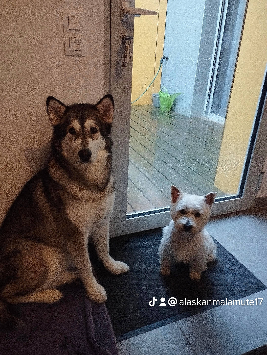 Kaya participe au concours pour gagner de l'argent avec cette photo : canidae, carnivore, companion_dog, dog, dog_breed, dog_supply, door, fawn, floor, flooring, fur, metal, small_terrier, snout, sporting_group, square, tail, toy_dog, wood, working_animal