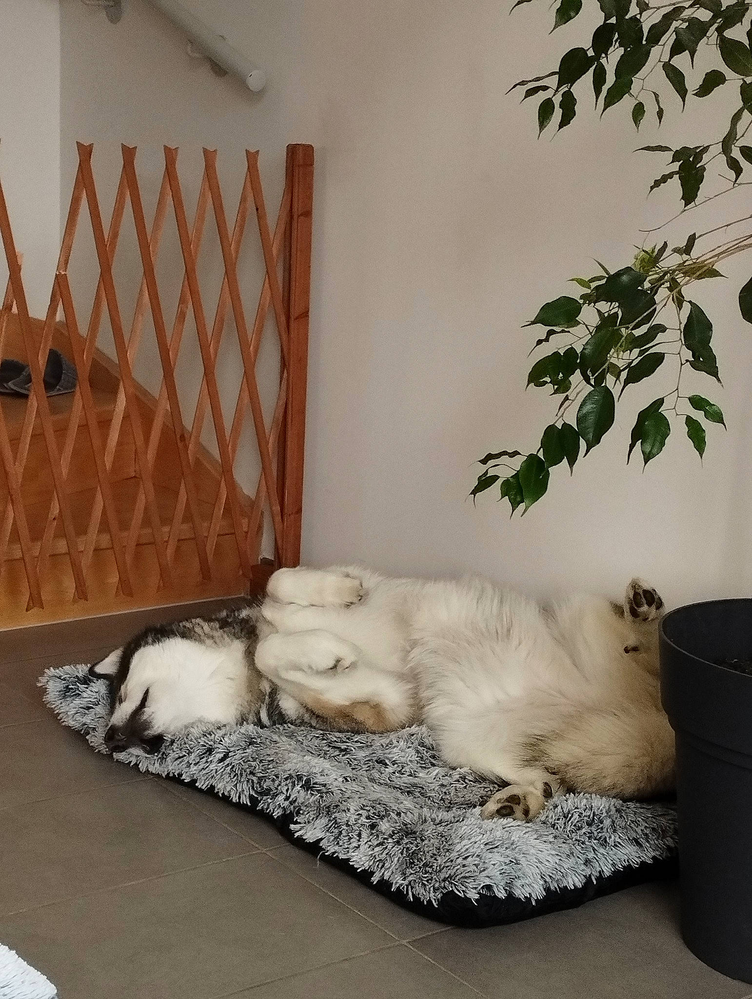 Kaya a rejoint le concours — aidez-le/la à gagner de superbes lots ! bed_frame, carnivore, cat, comfort, companion_dog, dog_breed, fawn, felidae, flooring, hardwood, house, linens, living_room, plant, room, small_to_medium_sized_cats, studio_couch, table, wall, wood